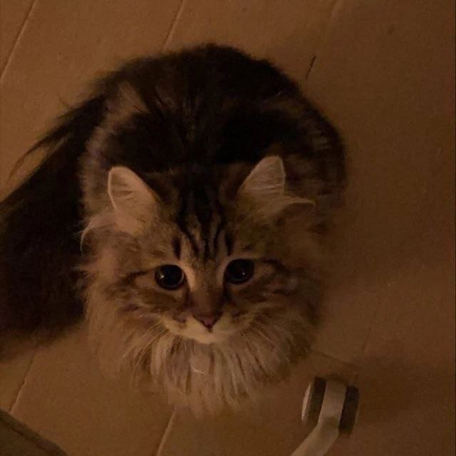 Avatar